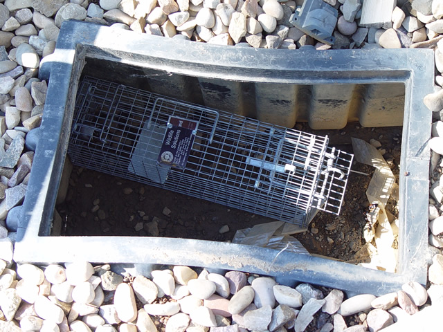sewer rat trap
